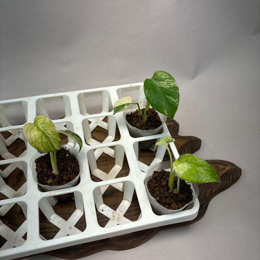 ち*え様 5株セットms54モンステラ バールマルクスフレーム