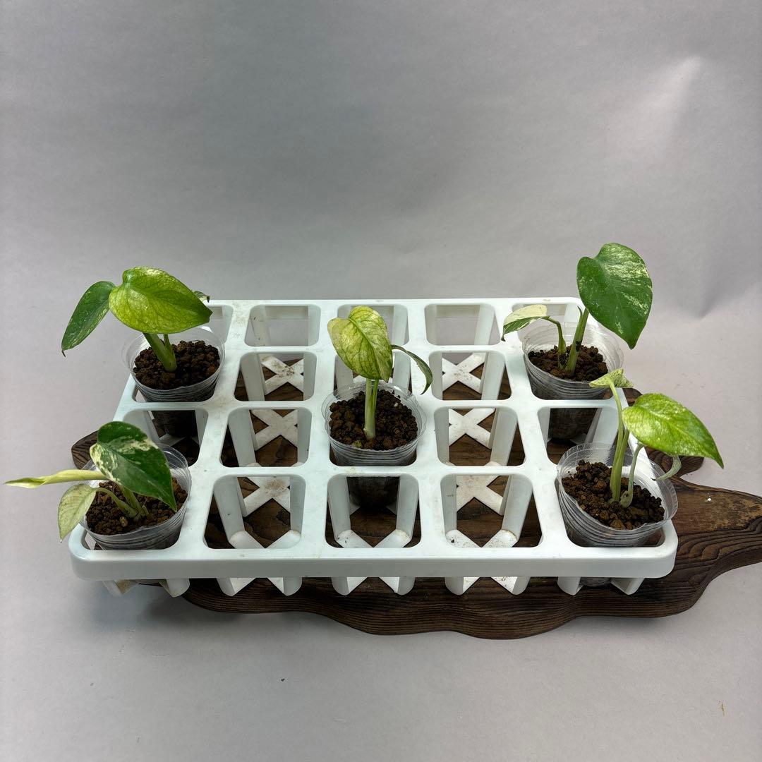 ち*え様 5株セットms54モンステラ バールマルクスフレーム