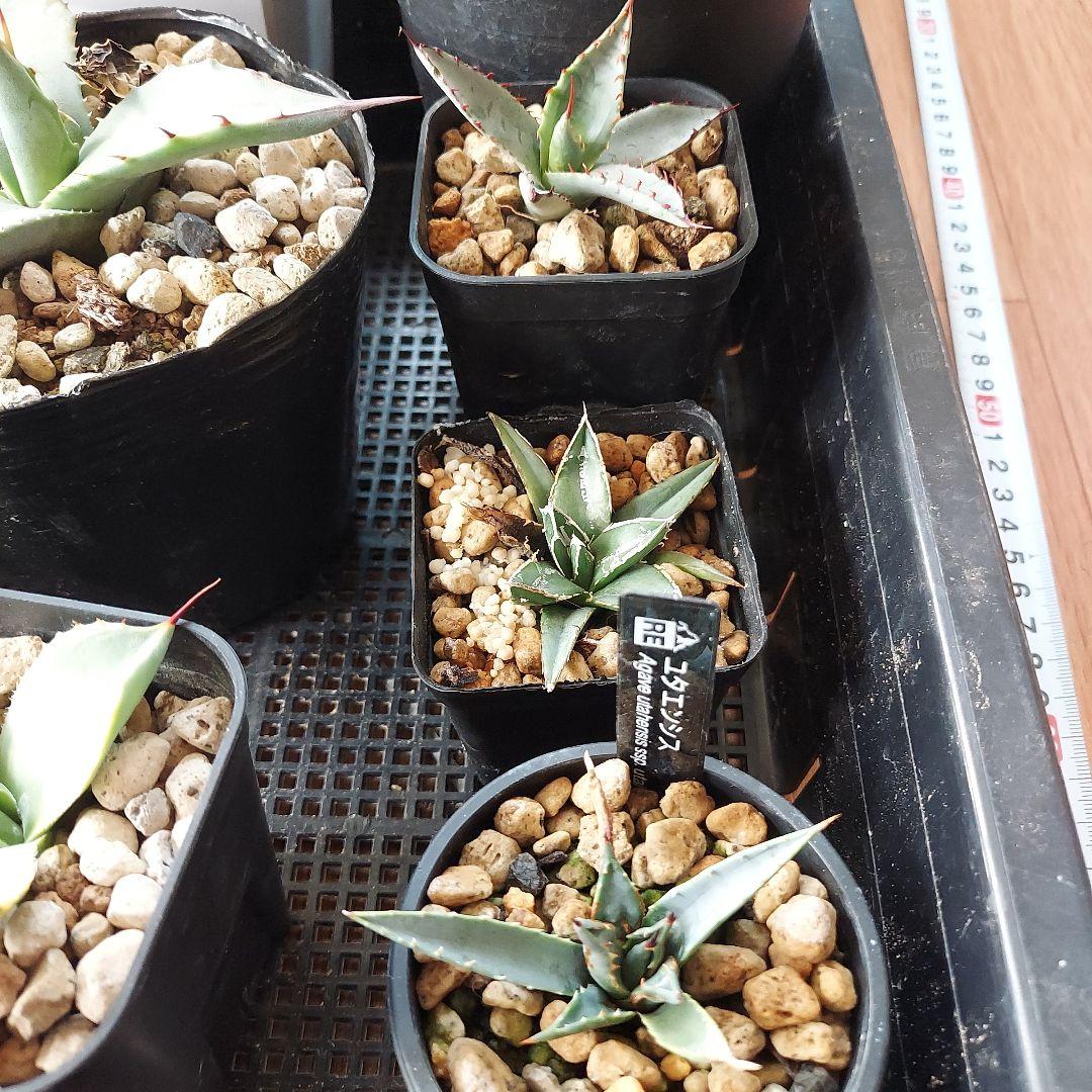 アガベ　まとめ　鉢のまま発送　メルカリ便