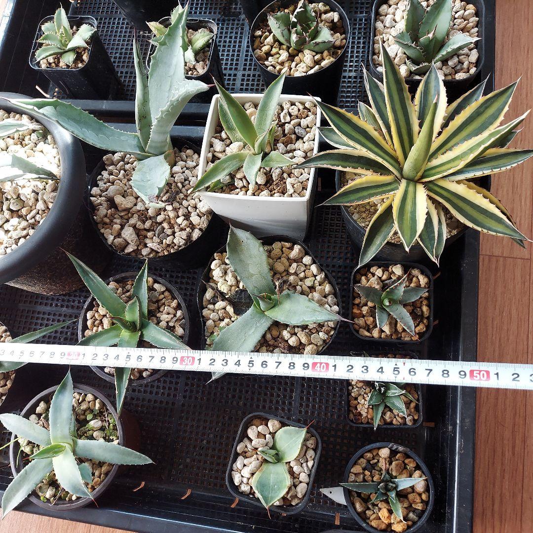 アガベ　まとめ　鉢のまま発送　メルカリ便