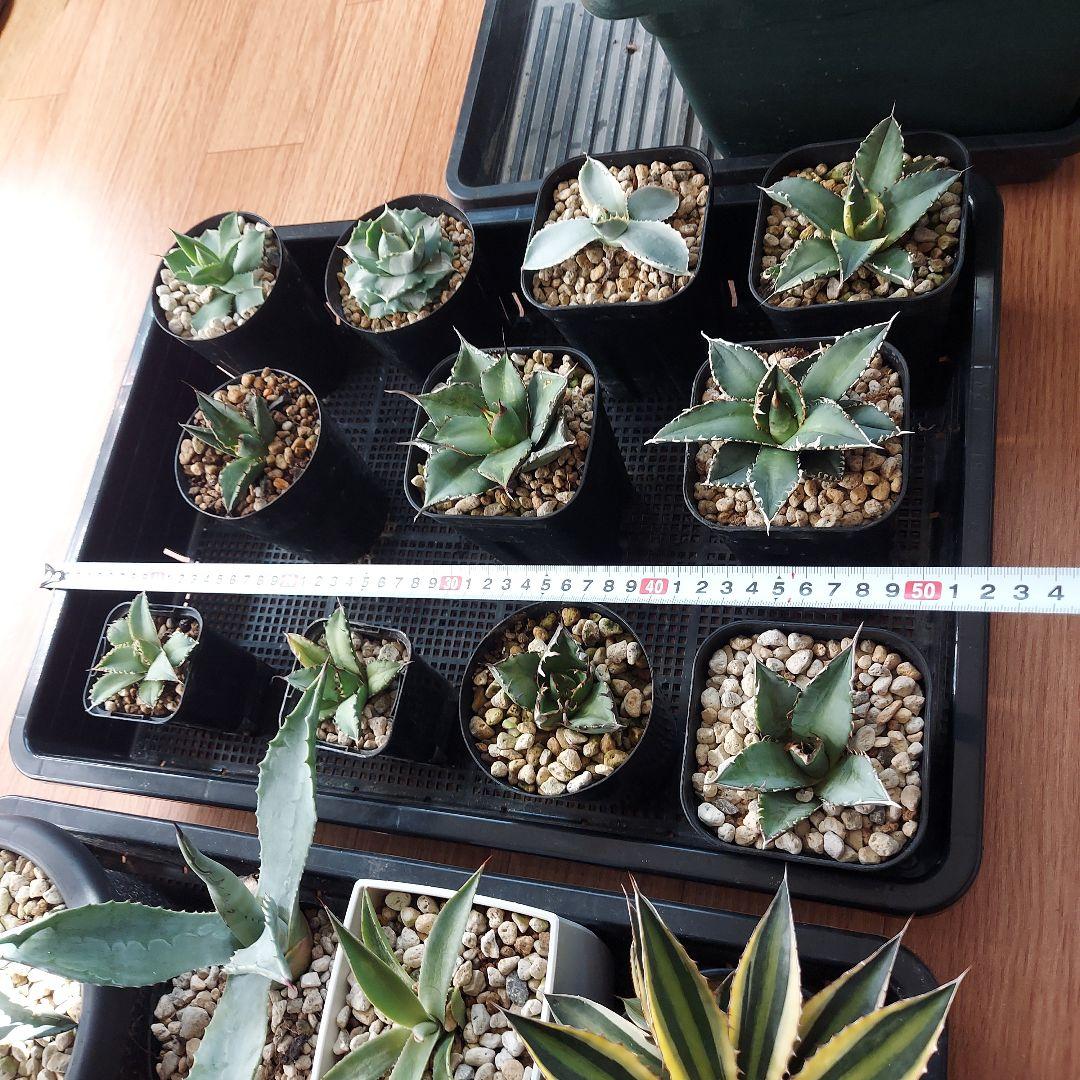 アガベ　まとめ　鉢のまま発送　メルカリ便