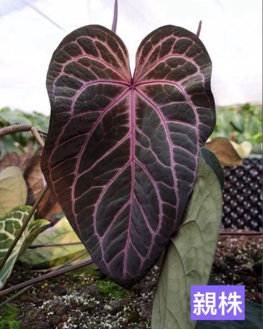 E*o様 アンスリウム　ミシェル