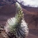 【専用】シルバーソード　統合　 パワーオブフラワーヒーリング フラワーエッセンス