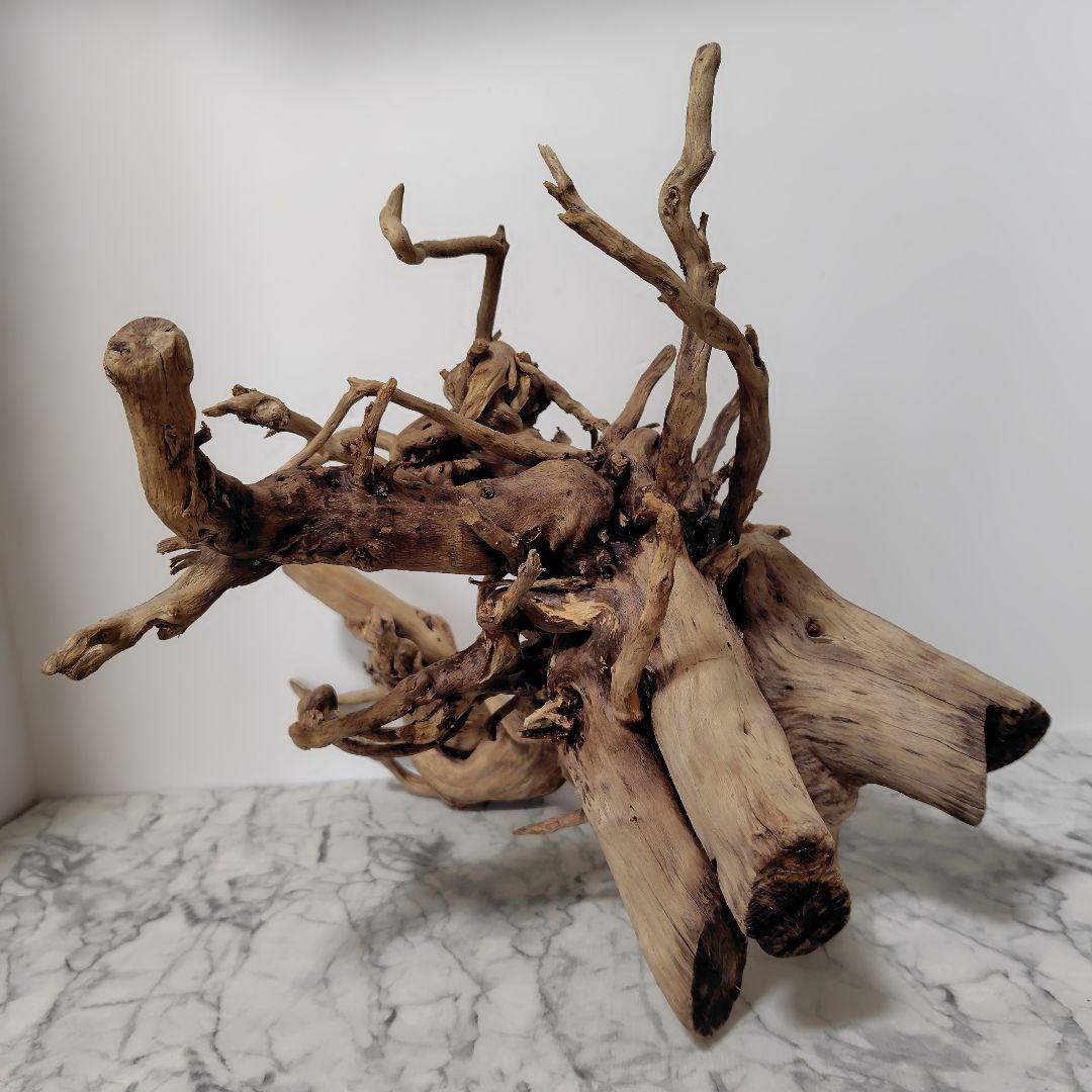 アク抜き済み流木【860】セール