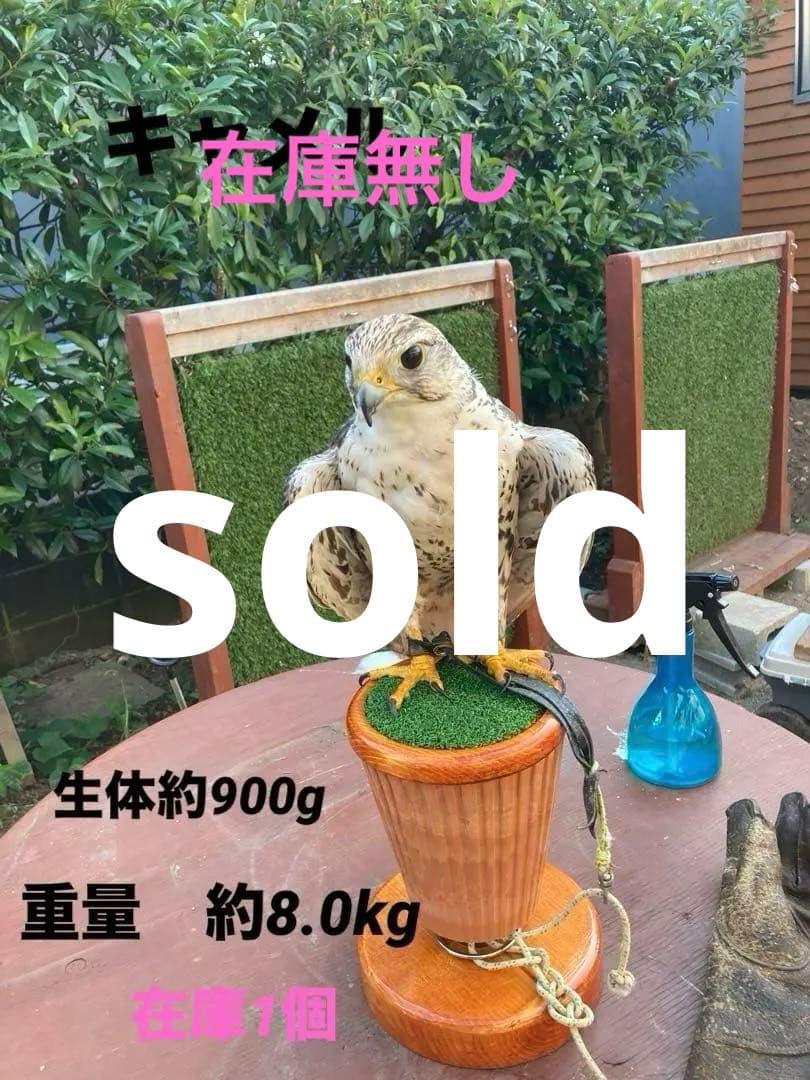 大型猛禽パーチ、ファルコンブロック　フクロウパーチ（屋外内用）