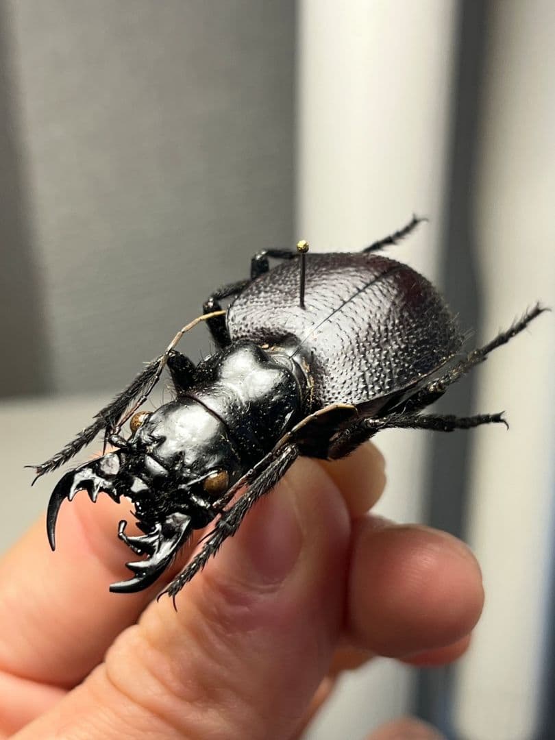 【美麗♀】オオエンマハンミョウ Manticora タンザニア産 昆虫標本