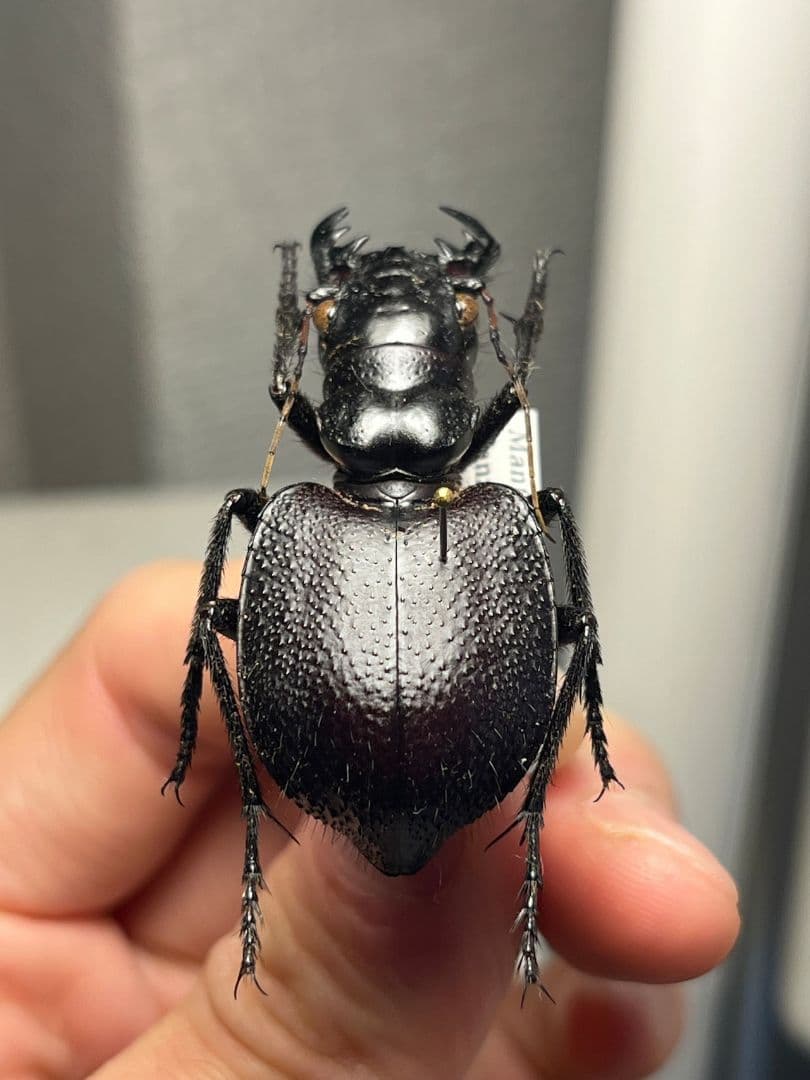 【美麗♀】オオエンマハンミョウ Manticora タンザニア産 昆虫標本