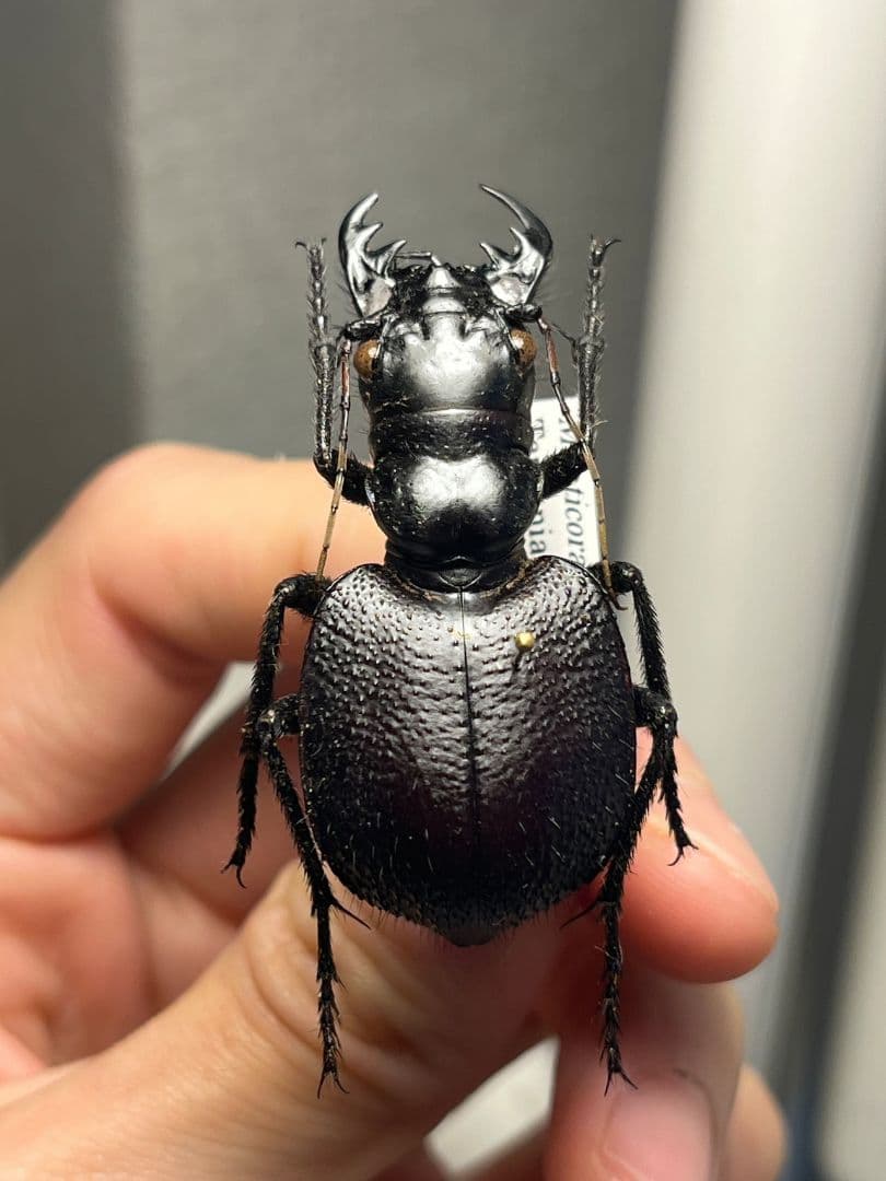 【美麗♀】オオエンマハンミョウ Manticora タンザニア産 昆虫標本