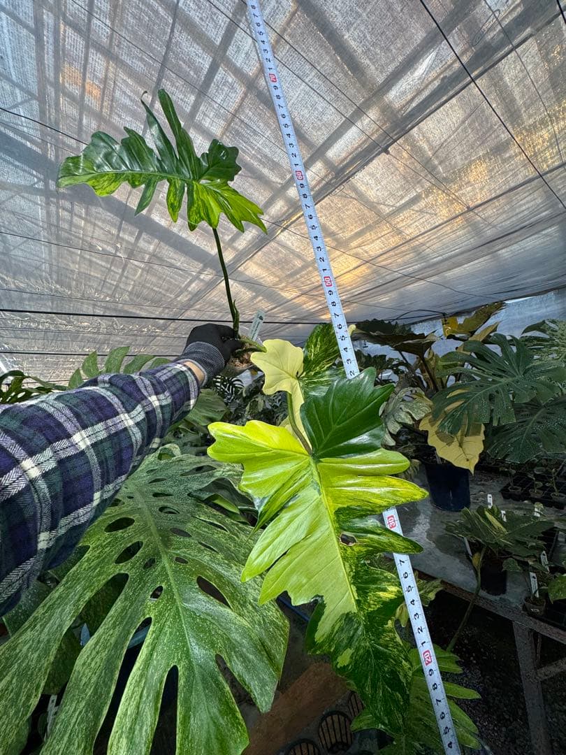 KN1 フィロデンドロン　キティナ　健康カット苗