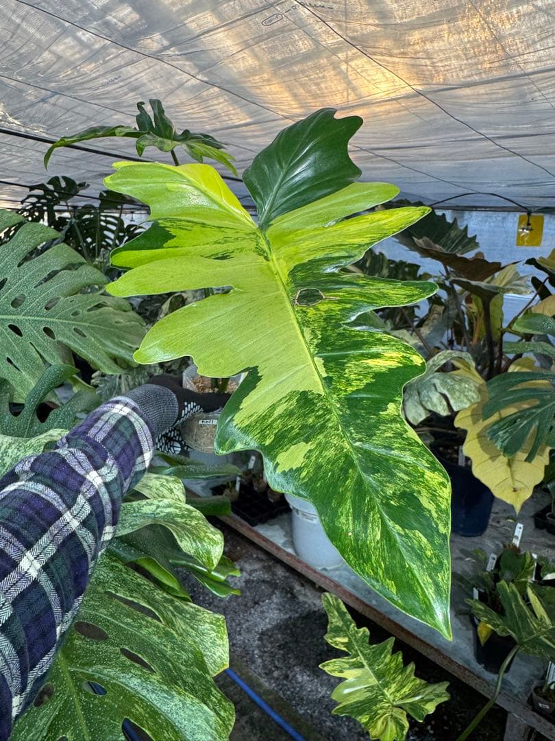 KN1 フィロデンドロン　キティナ　健康カット苗