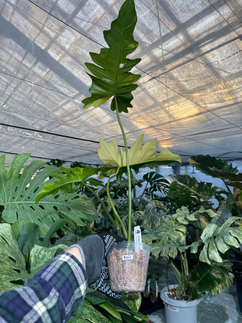 KN1 フィロデンドロン　キティナ　健康カット苗