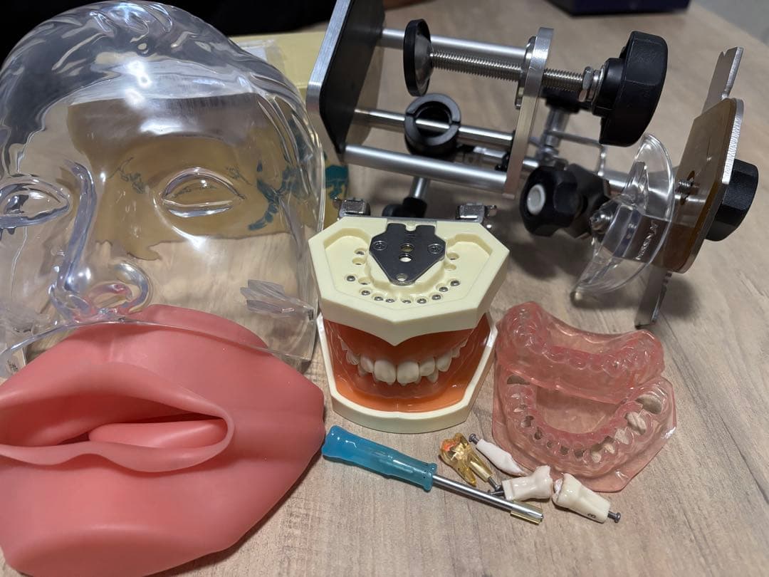 歯科 顎模型 一式　NISSIN シンプルマネキン