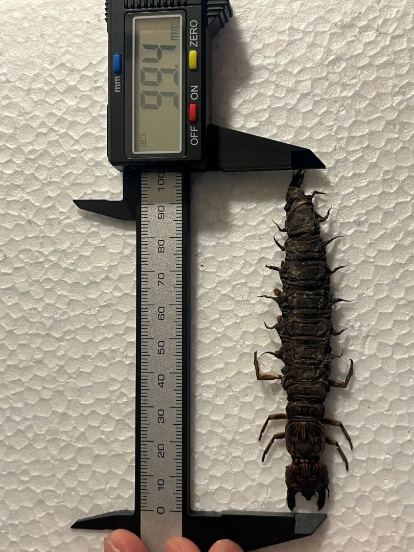 【模様綺麗】オオキバヘビトンボ ウスバカゲロウ蜻蛉トンボ　標本