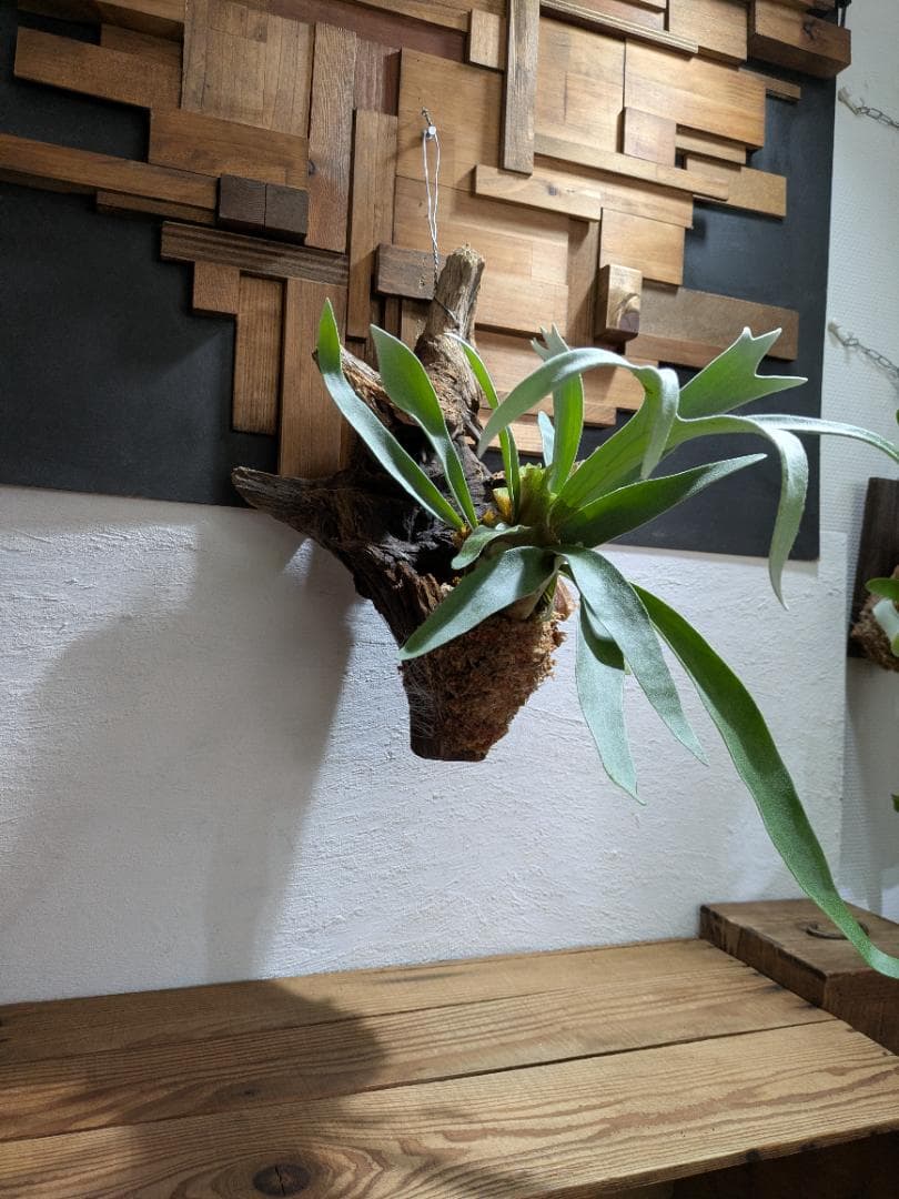 プラティケリウム ビーチー［流木付］【珍奇植物】コウモリラン・ビカクシダ