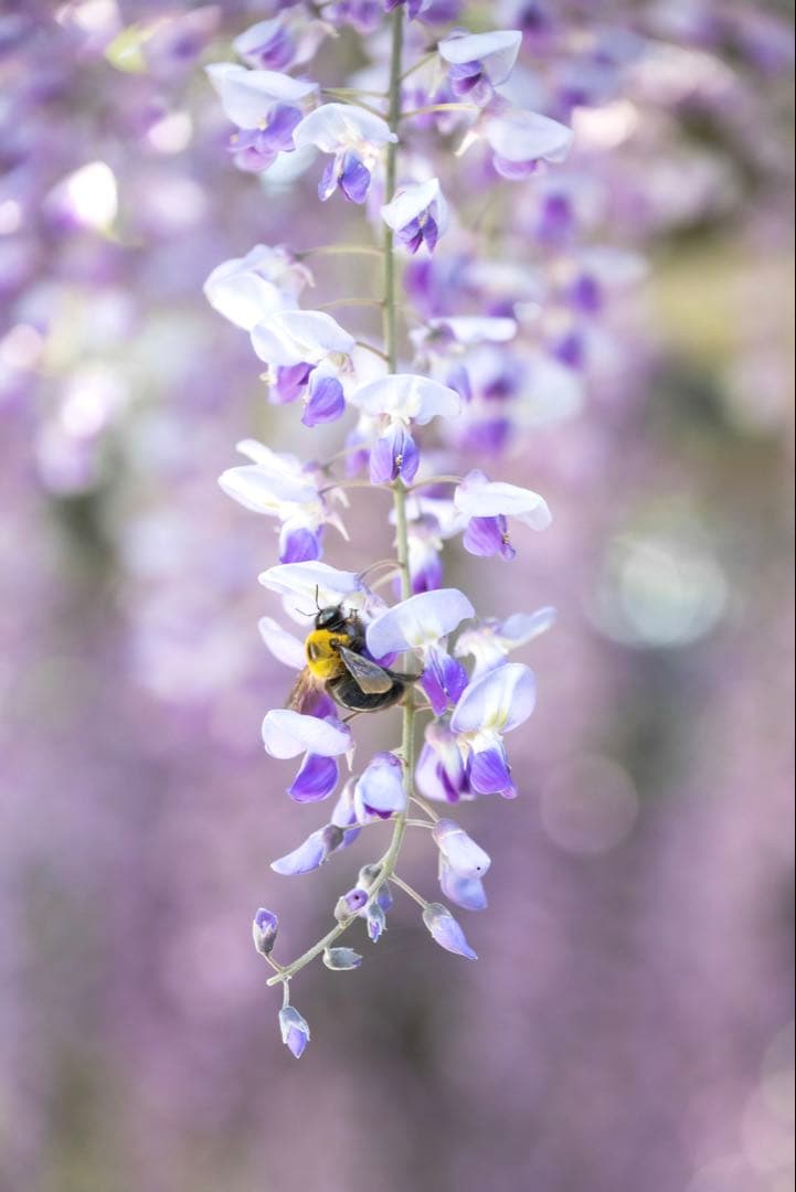 Nikon Z8 ミラーレスカメラ 本体