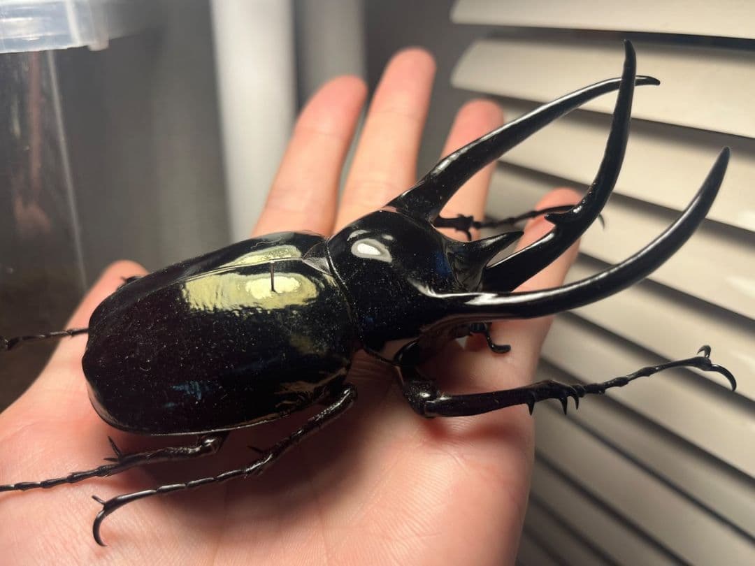 【111mm】コーカサスオオカブト Chalcosoma　カブトムシ標本