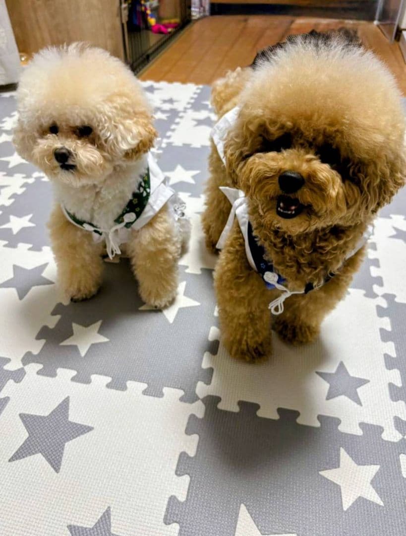 ペット用お遍路白衣三点セット　Мまで