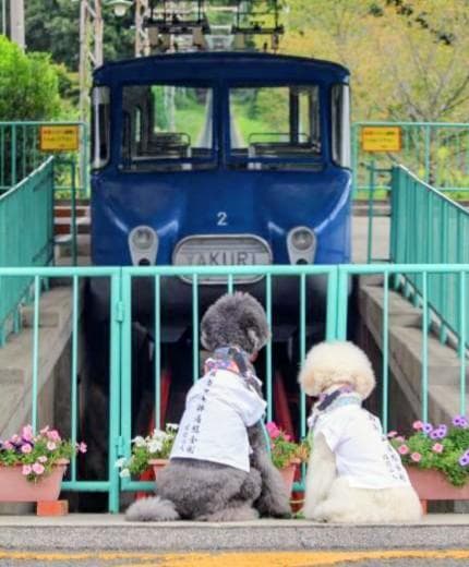 ペット用お遍路白衣三点セット　Мまで