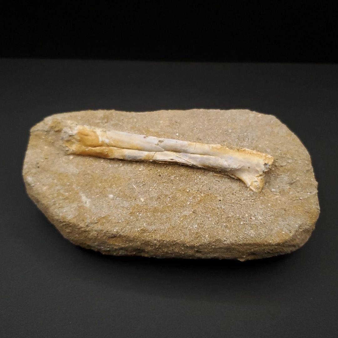 希少 アルシオーネ 骨 化石 本物 モロッコ産 170.29mm yk8