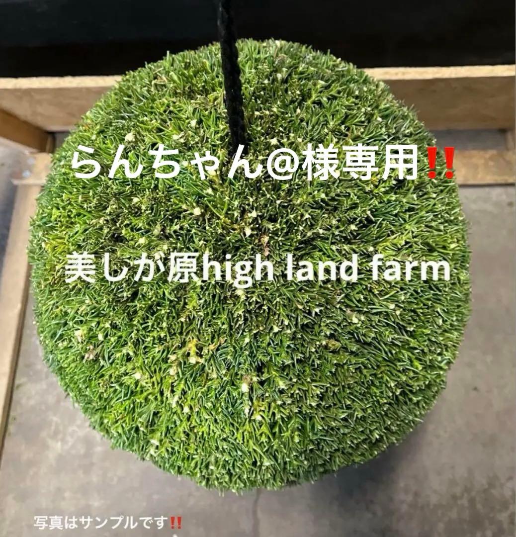 杉玉　約35センチ×2個‼️お客様ご注文品♪