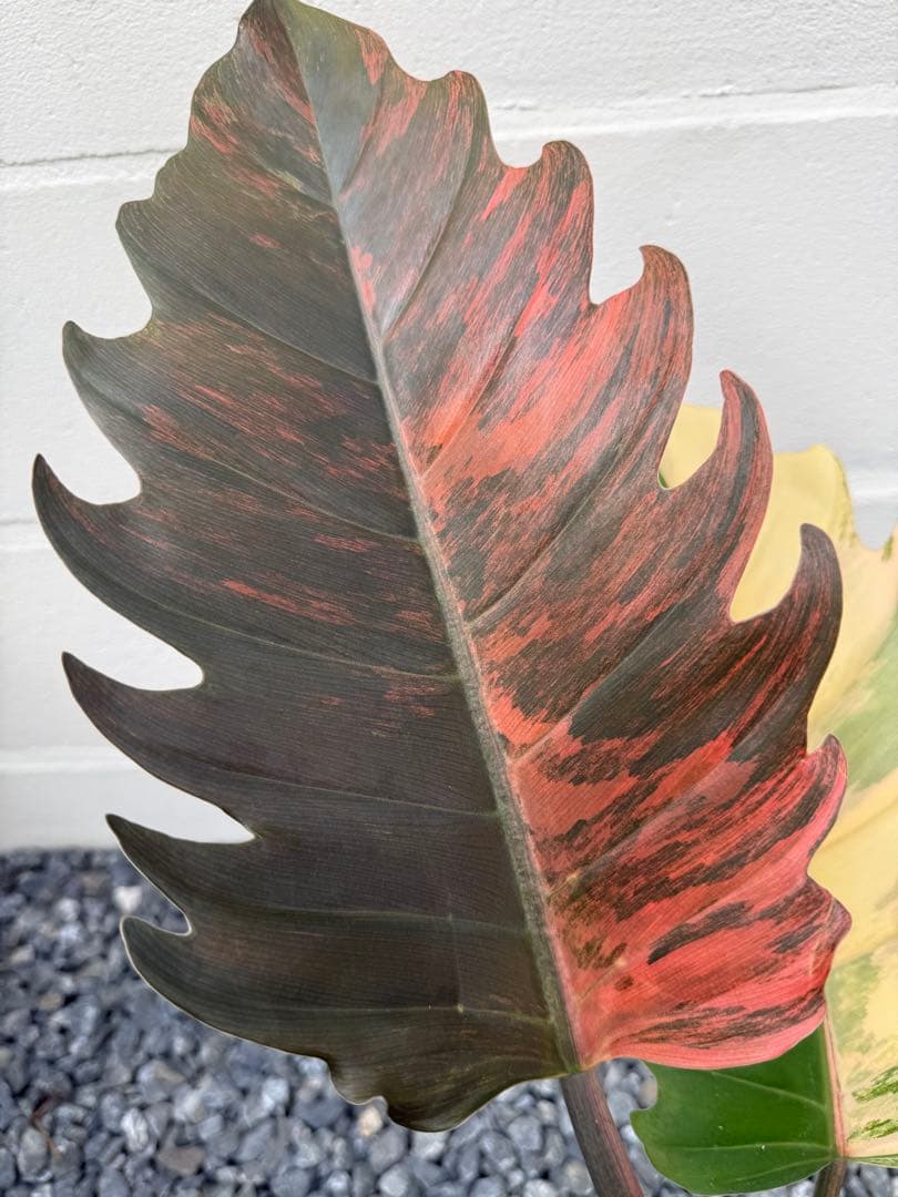 幸*様 フィロデンドロン　キャラメル　マーブル(大株)