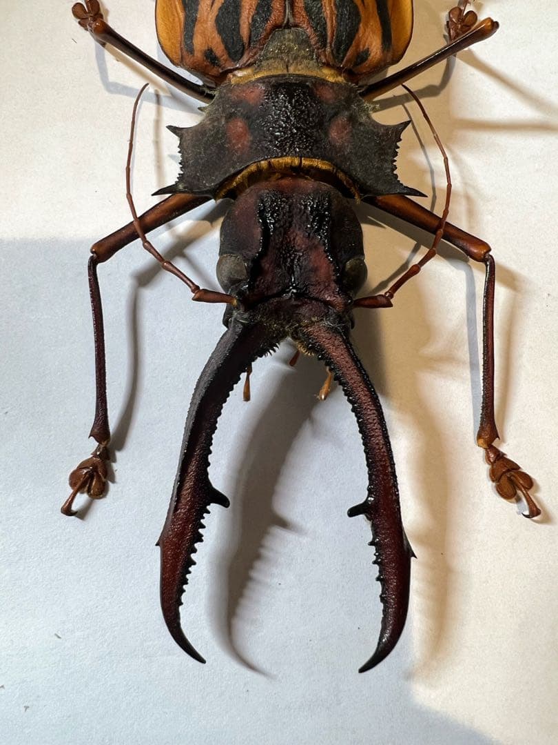 もんちゃ ペルー　オオキバB品標本　162mm弱　コーカサスオオカブト2頭