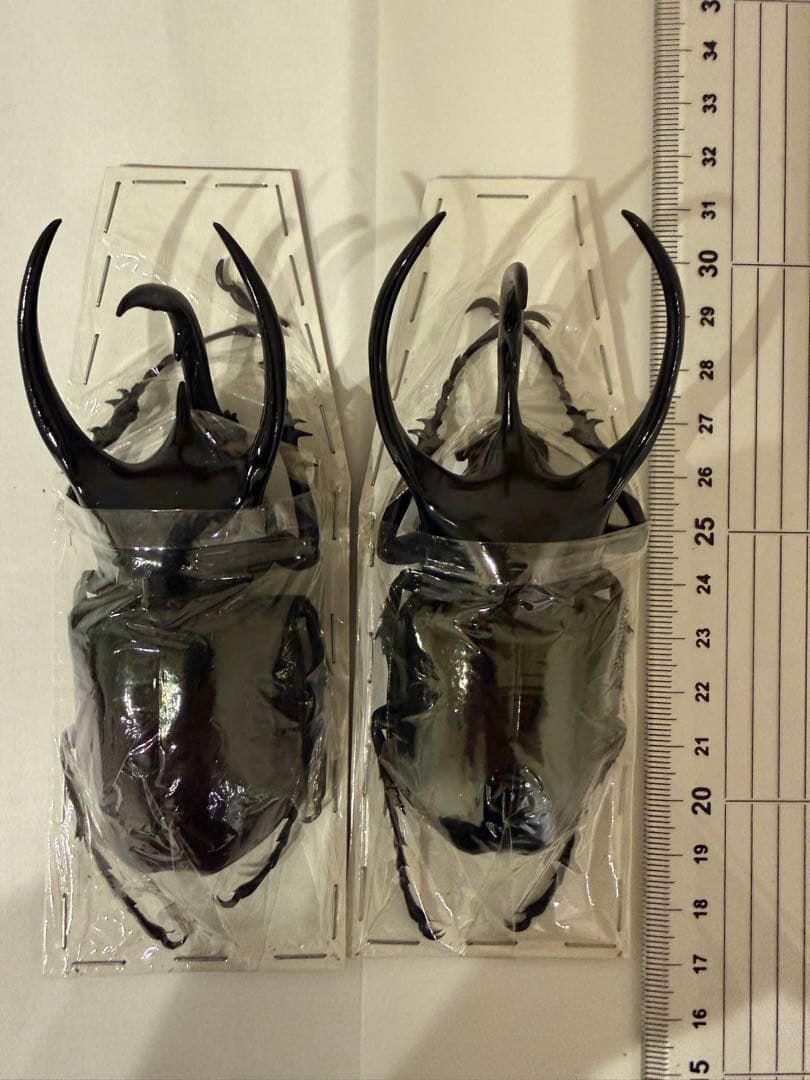 もんちゃ ペルー　オオキバB品標本　162mm弱　コーカサスオオカブト2頭