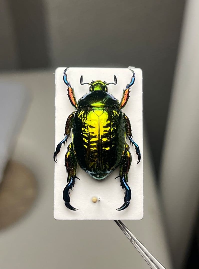 【属内最高峰】Pelidnota cyanitarsis　標本 プラチナコガネ