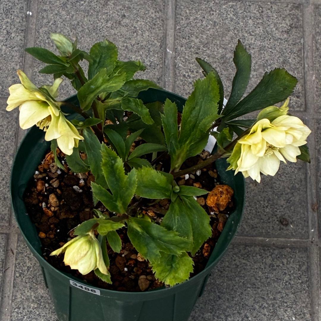 ま*️様 3486☘️蕾花タグ付き☘️⭐️マイクロヒデコート⭐️小輪⭐️コンパク