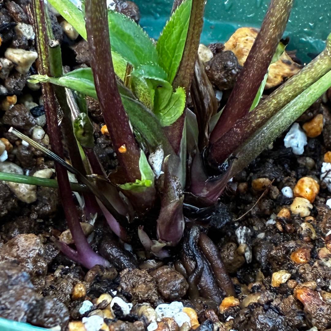 ま*️様 3486☘️蕾花タグ付き☘️⭐️マイクロヒデコート⭐️小輪⭐️コンパク