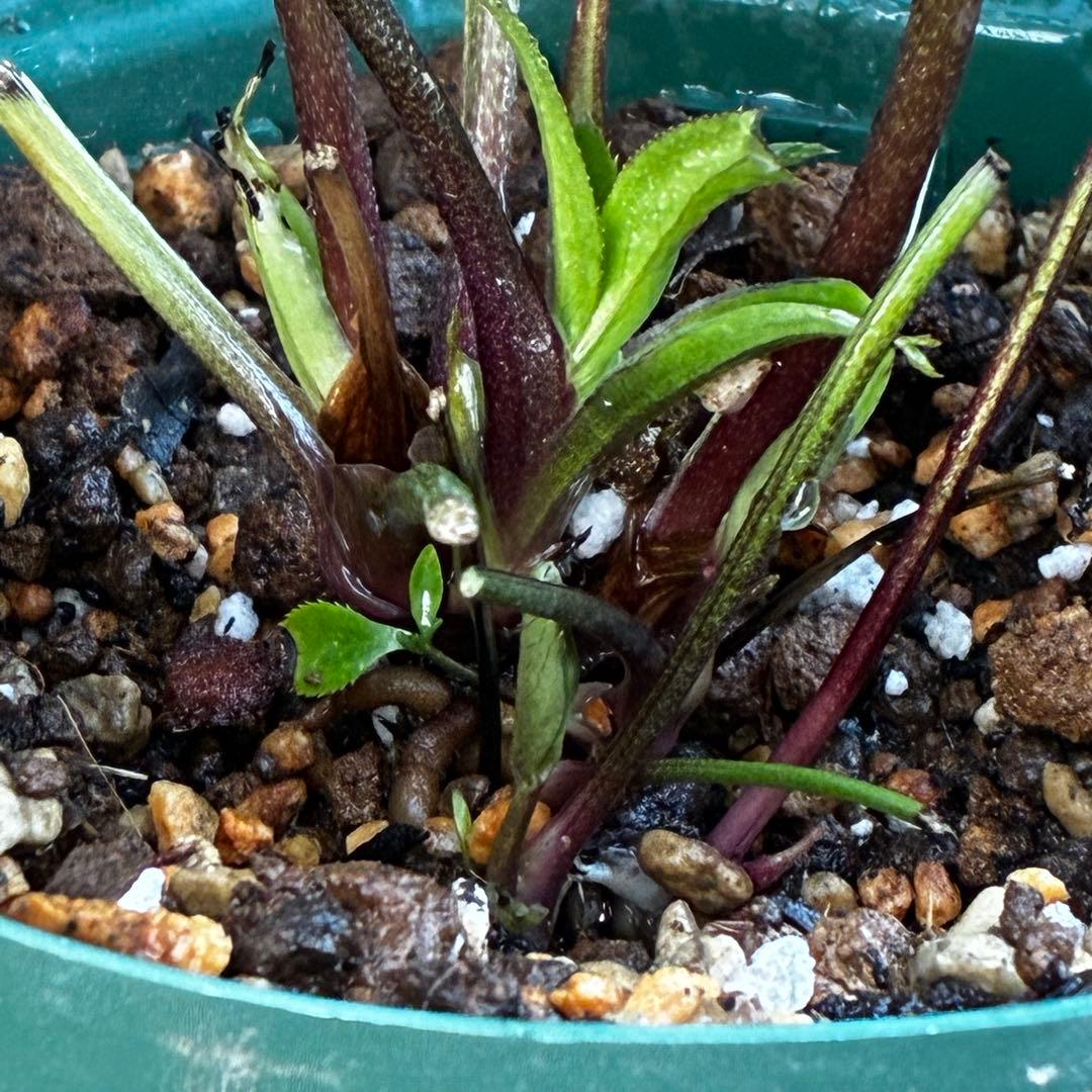 ま*️様 3486☘️蕾花タグ付き☘️⭐️マイクロヒデコート⭐️小輪⭐️コンパク