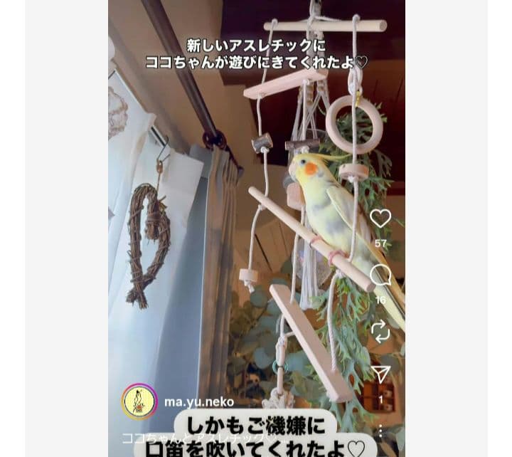 100　インコ　ミニアスレチック　吊り下げセット！　ブランコ　止まり木