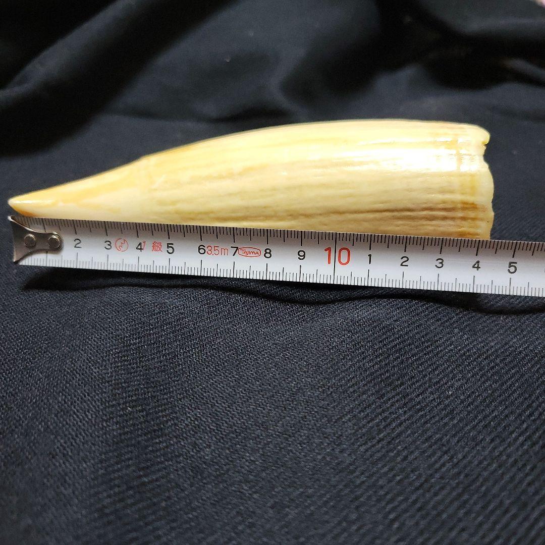 ☆　マッコウクジラ　鯨牙292.6g天然素材　印材　鯨牙　鯨歯