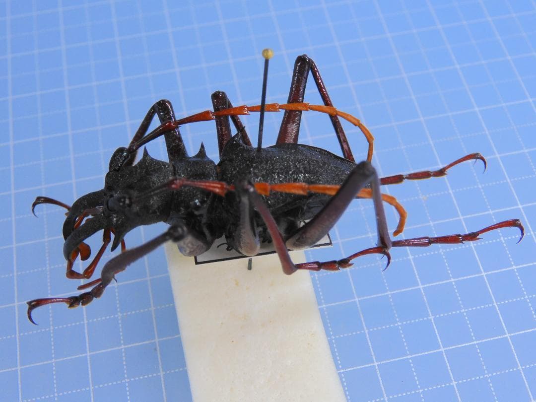 コロンビア産　Prionocalus demelti　42mm