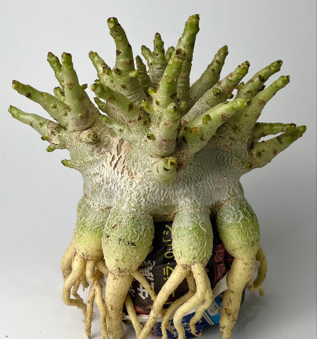 【ドワーフ/超極太 】アデニウム アラビカム ゴジ タコ足仕立て ④