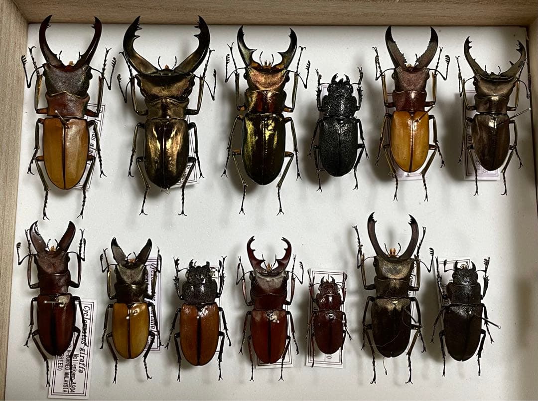 昆虫標本　キクロマトス13頭セット②