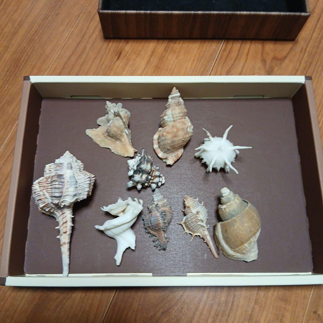 貝殻まとめ売り⑲