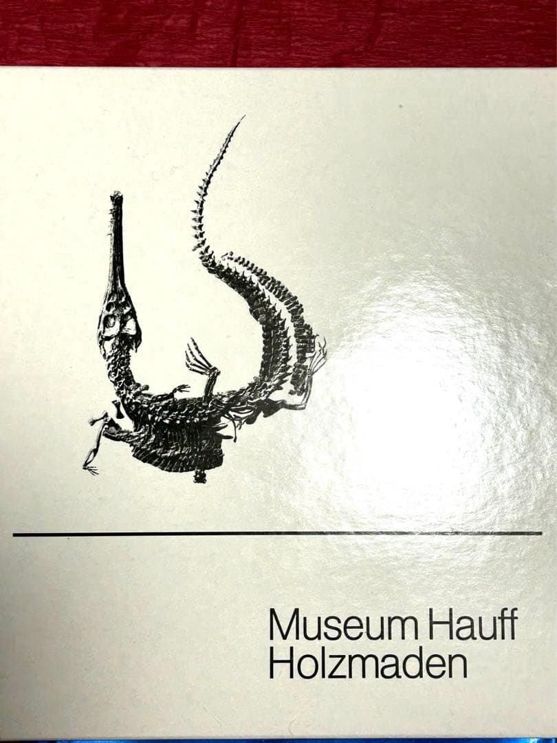 新品1億8000万年前アンモナイト化石2点　ドイツホルツマーデンハウフ化石博物館