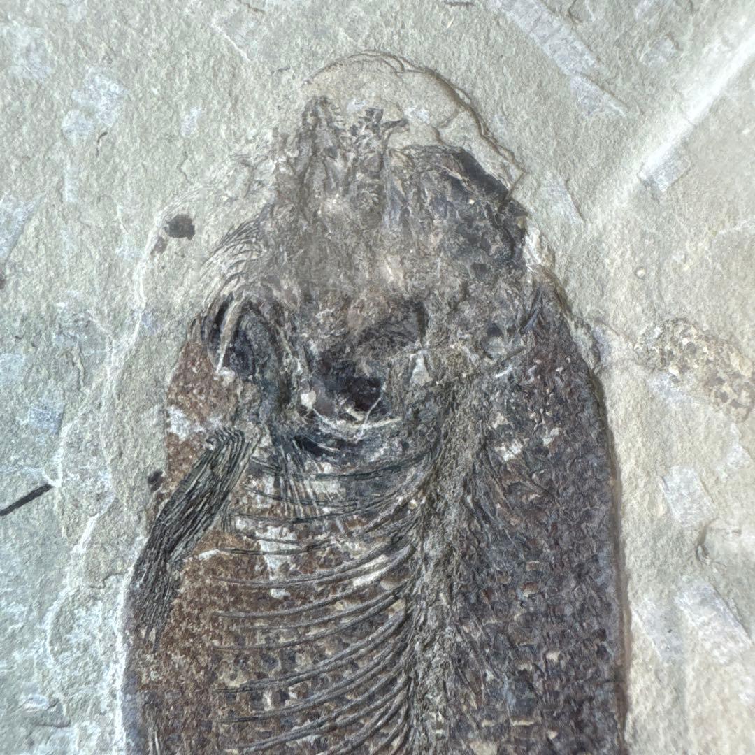 額装　魚の化石（Lophocephalus）約4千万年前 中国産