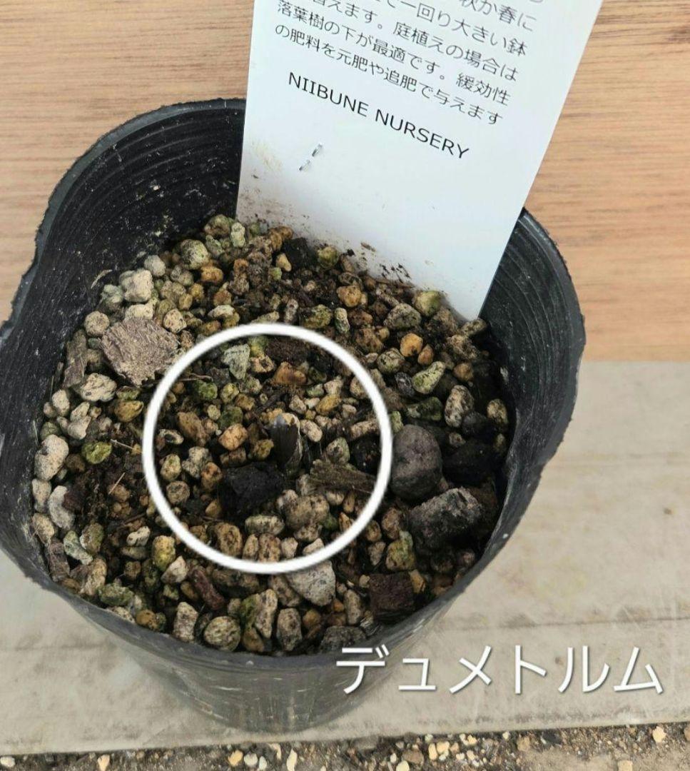 原種　クリスマスローズ　6セット