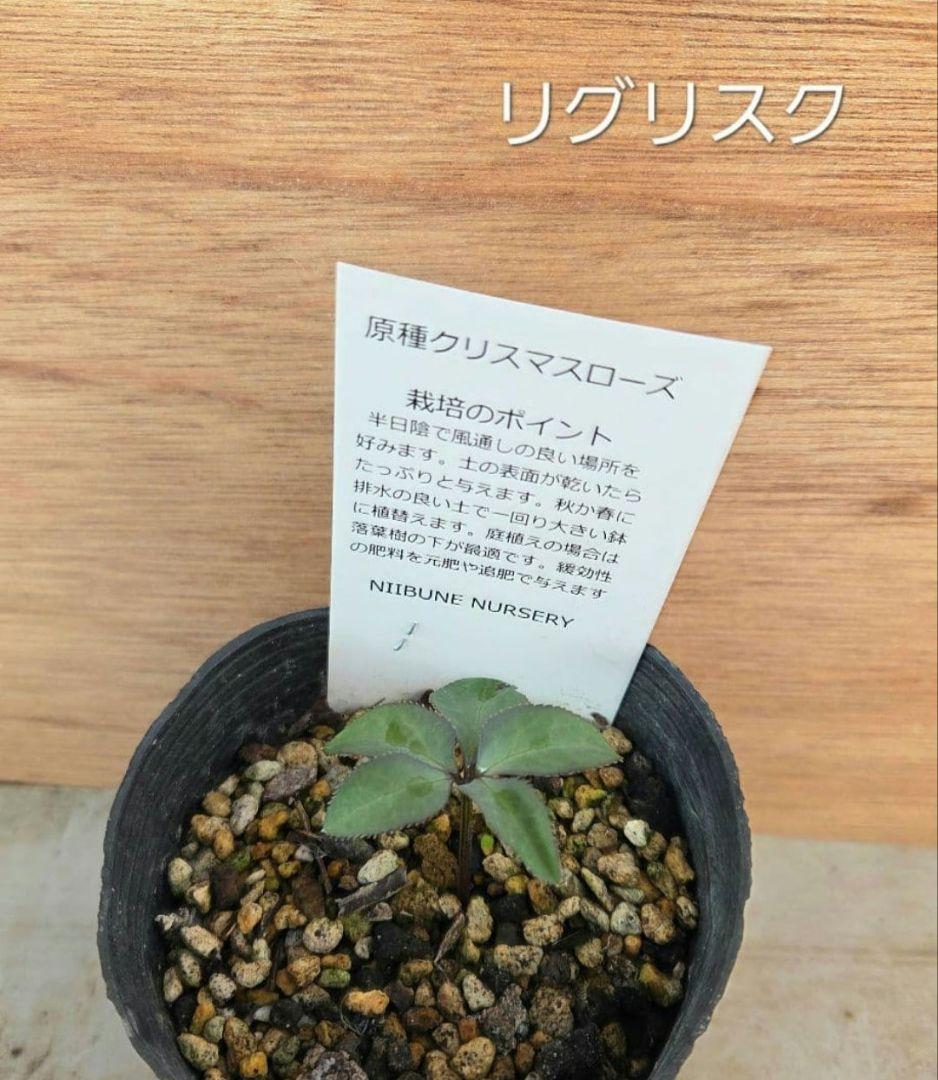 原種　クリスマスローズ　6セット