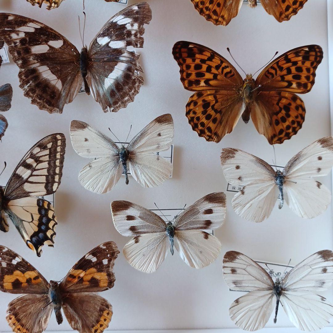 hiro☆　標本箱+蝶標本　中型ドイツ箱2個セット