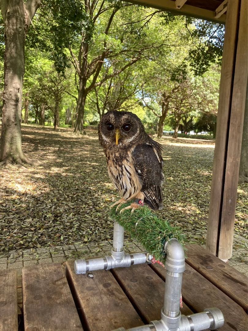 小型猛禽類用　パーチ　ハンドメイド