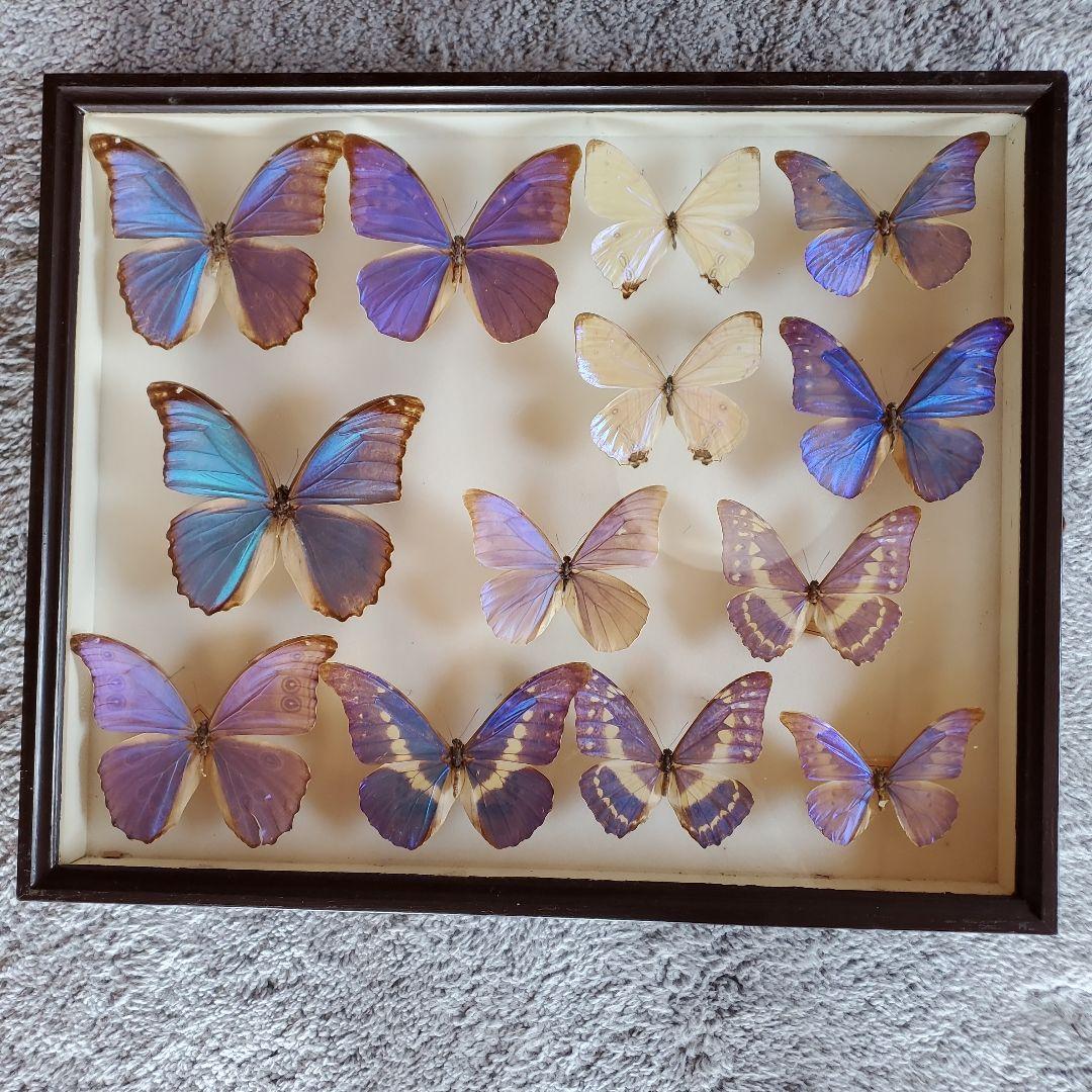 蝶の標本 13頭　ガラスケース入り