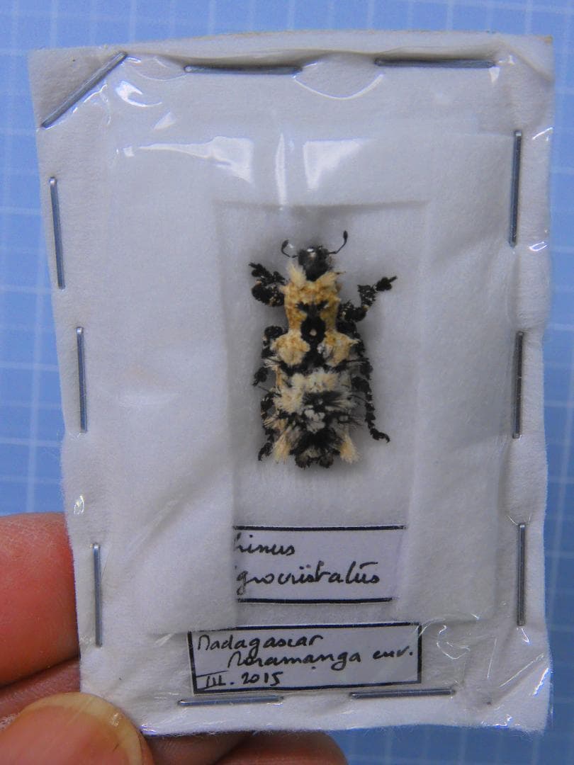 マダガカカル産　珍品ゾウムシ　17mm