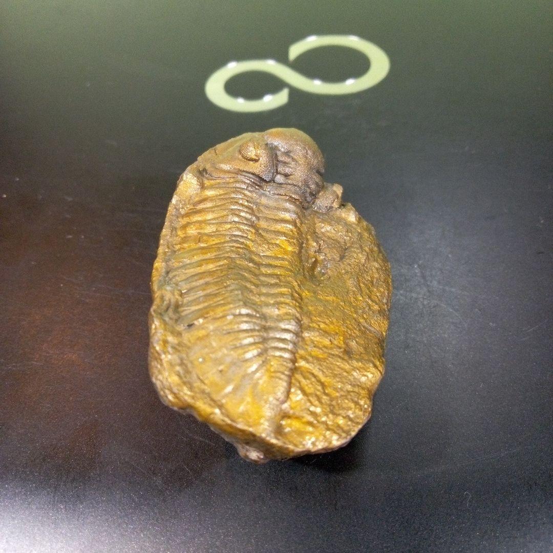 三葉虫　化石　fossil　ボリビア産　レア　Fossil管理③