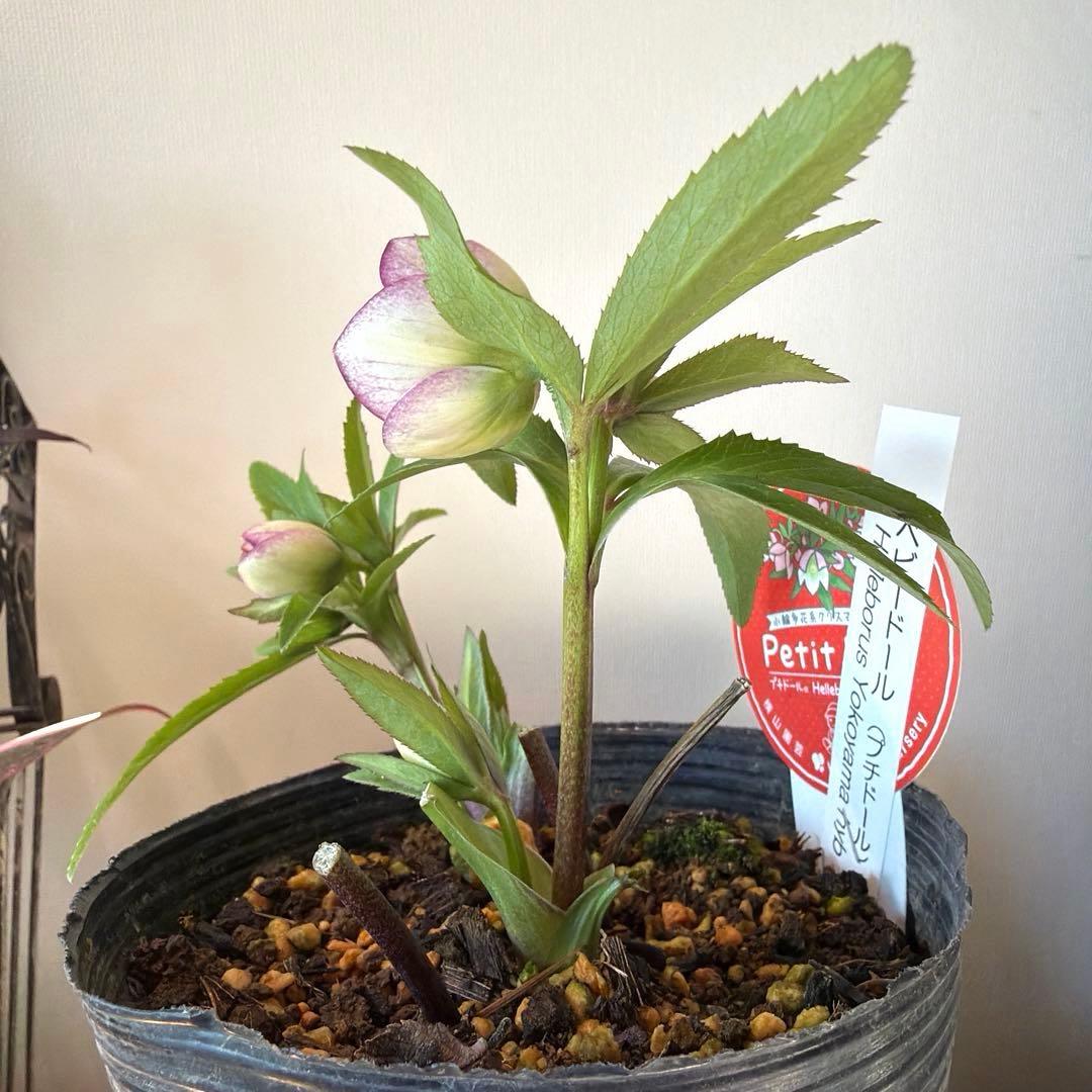 【横山園芸】クリスマスローズ ベビードール（プチドール）《1/10》ピコティ