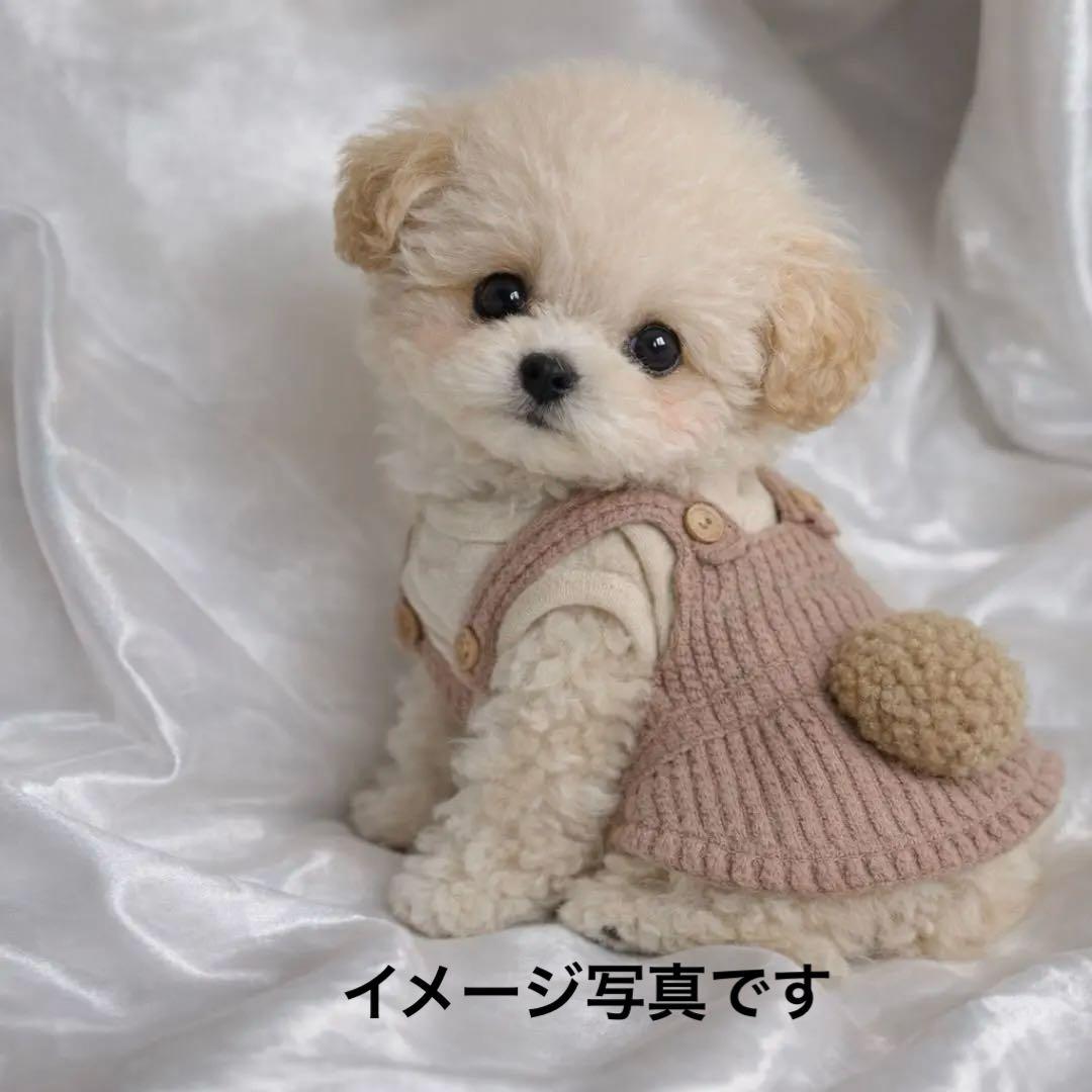 FADIGATO 犬服 ベージュとブラウン　SSサイズ