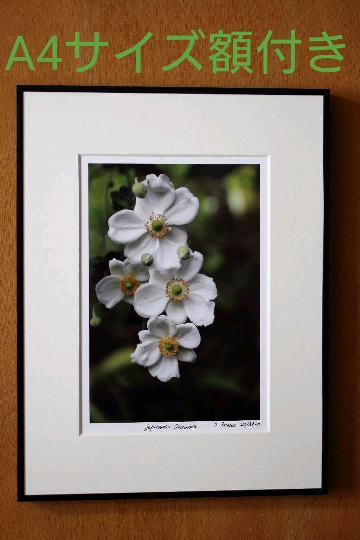 【A4サイズ額付】井上治OsamuInoue『Japanese Anemones
