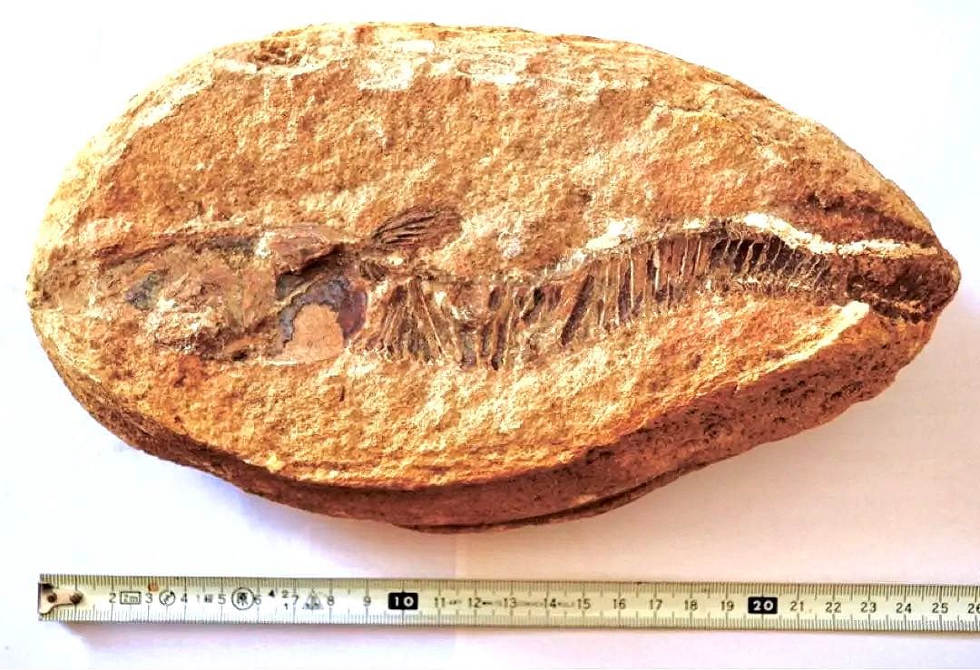 ブラジル・セアラ州産、一億数千万年前の獰猛な絶滅古代魚、ヴィンクティフェルの化石